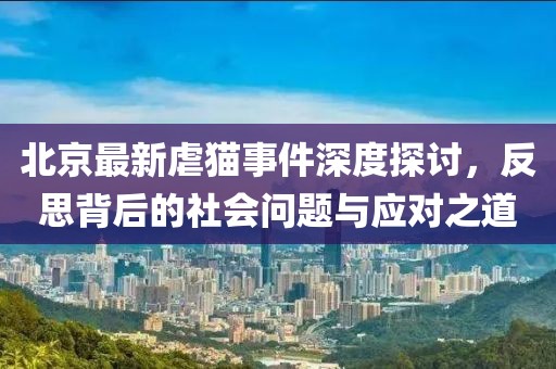 北京最新虐猫事件深度探讨，反思背后的社会问题与应对之道