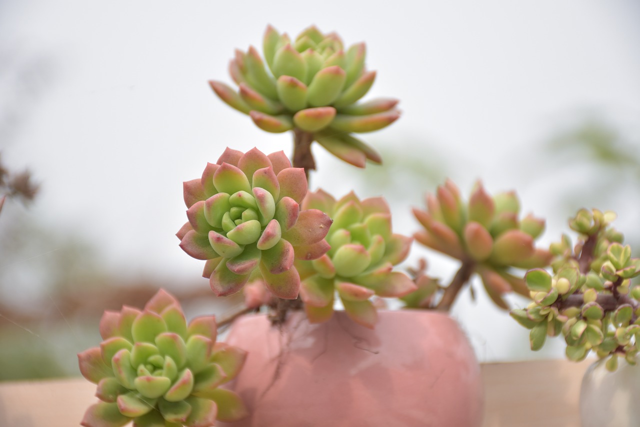 最新多肉植物，魅力展现与种植技巧探索