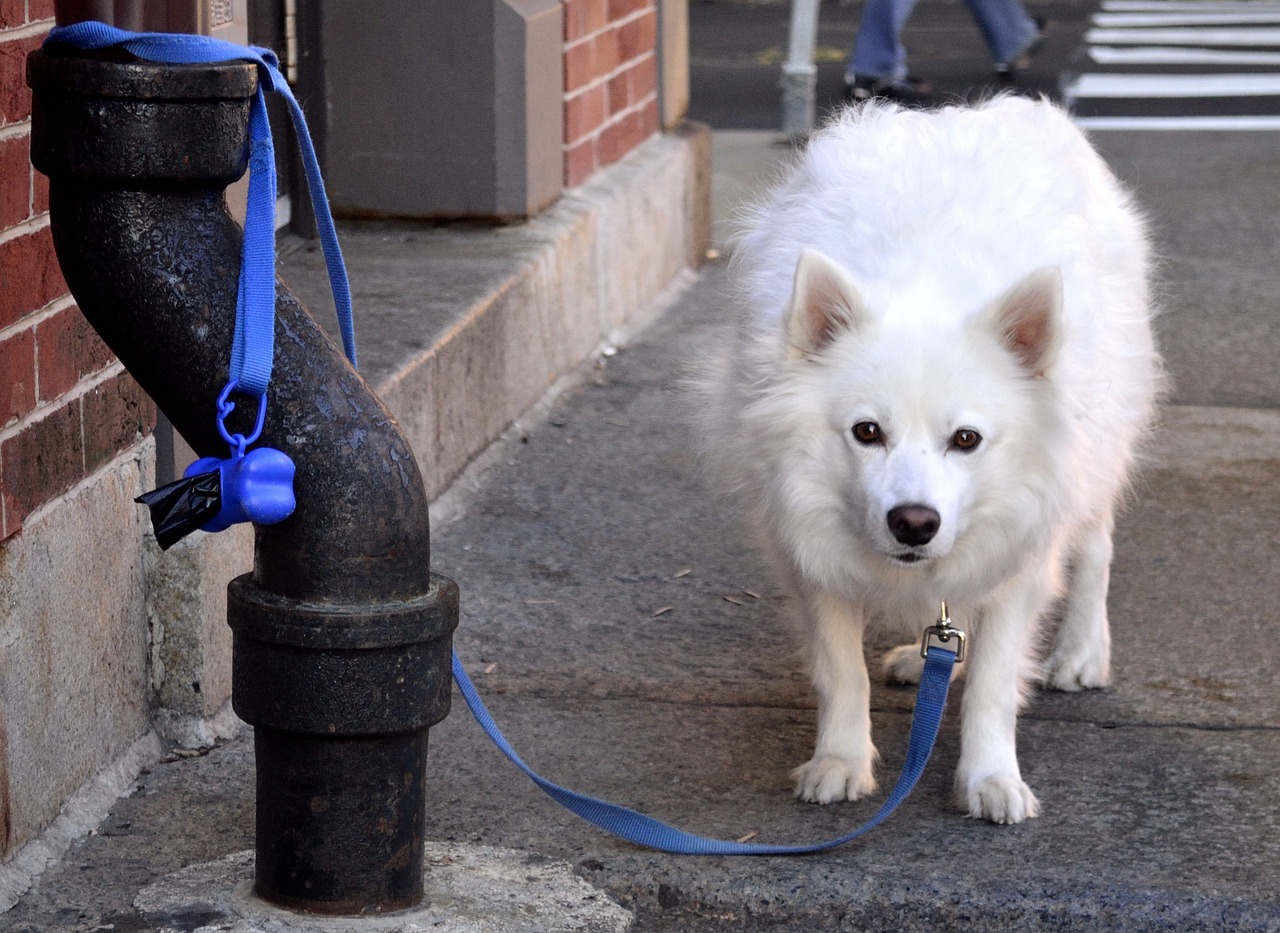 最新犬伤分级详解，理解与实际应用指南