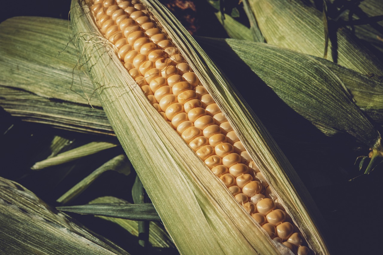 最新粮食补贴政策，推动农业现代化与农村振兴的关键措施