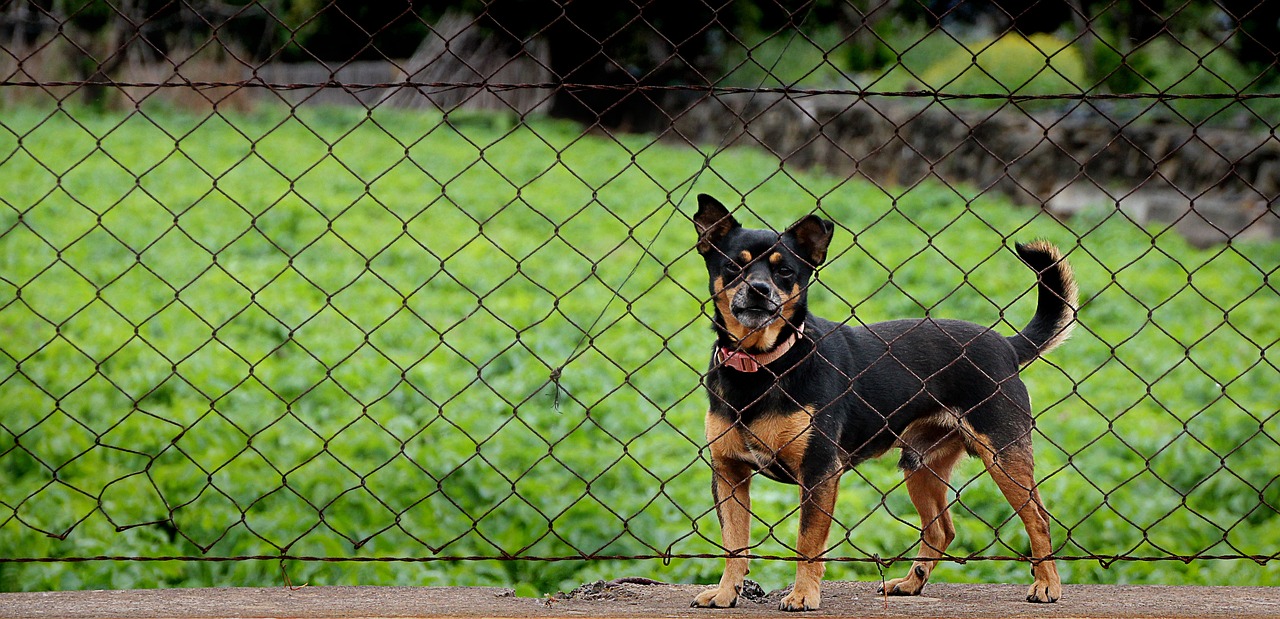 关于禁犬令的最新动态深度探讨与解读