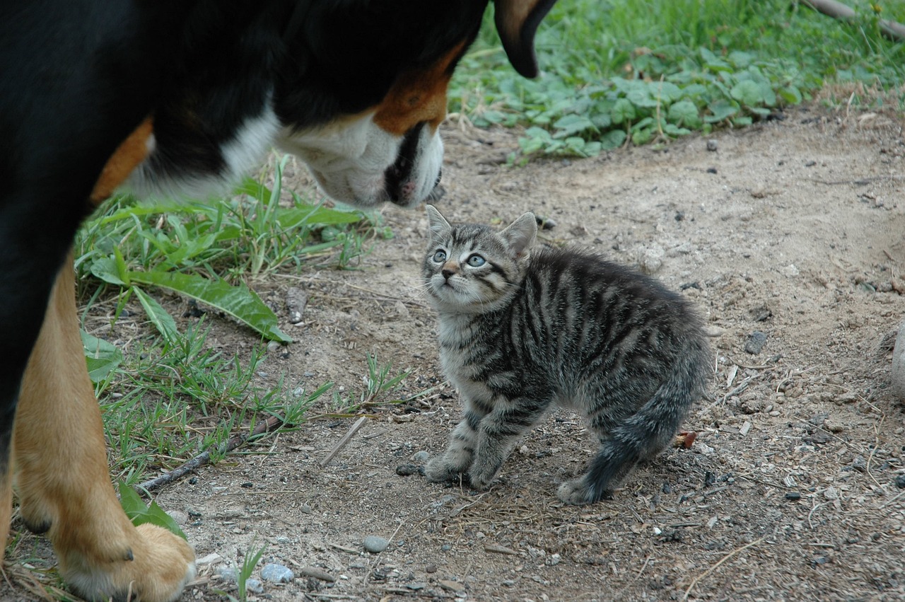 最新猫咖馆，人与猫的温馨相遇场所