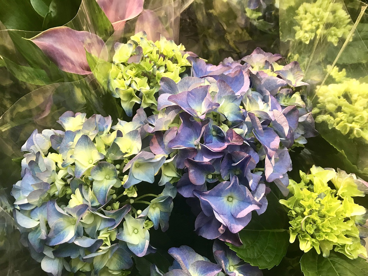 银蕨最新靓照，展现自然之美的独特魅力