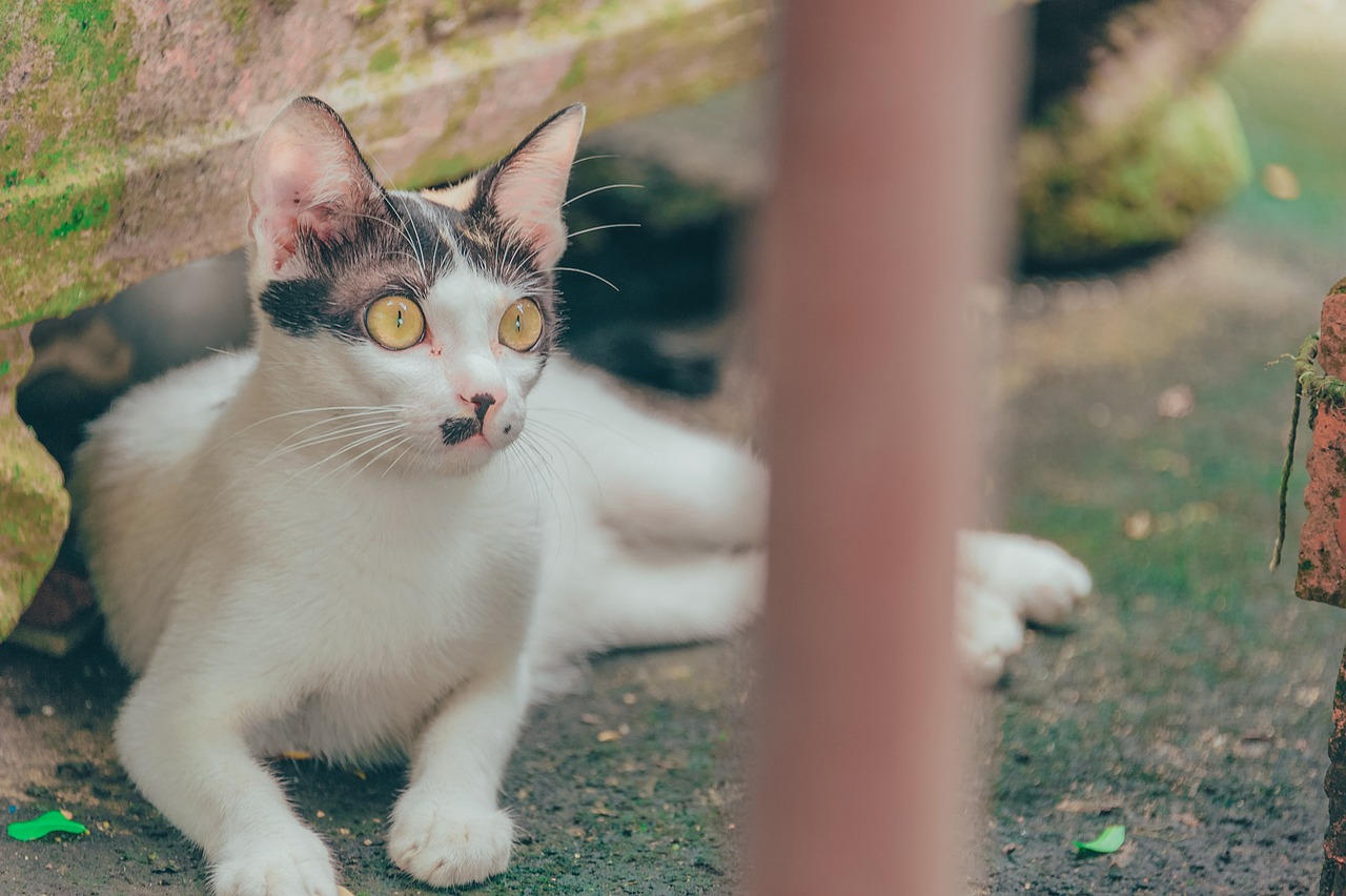 猫色444最新探索，猫咪魅力与时尚潮流的完美结合