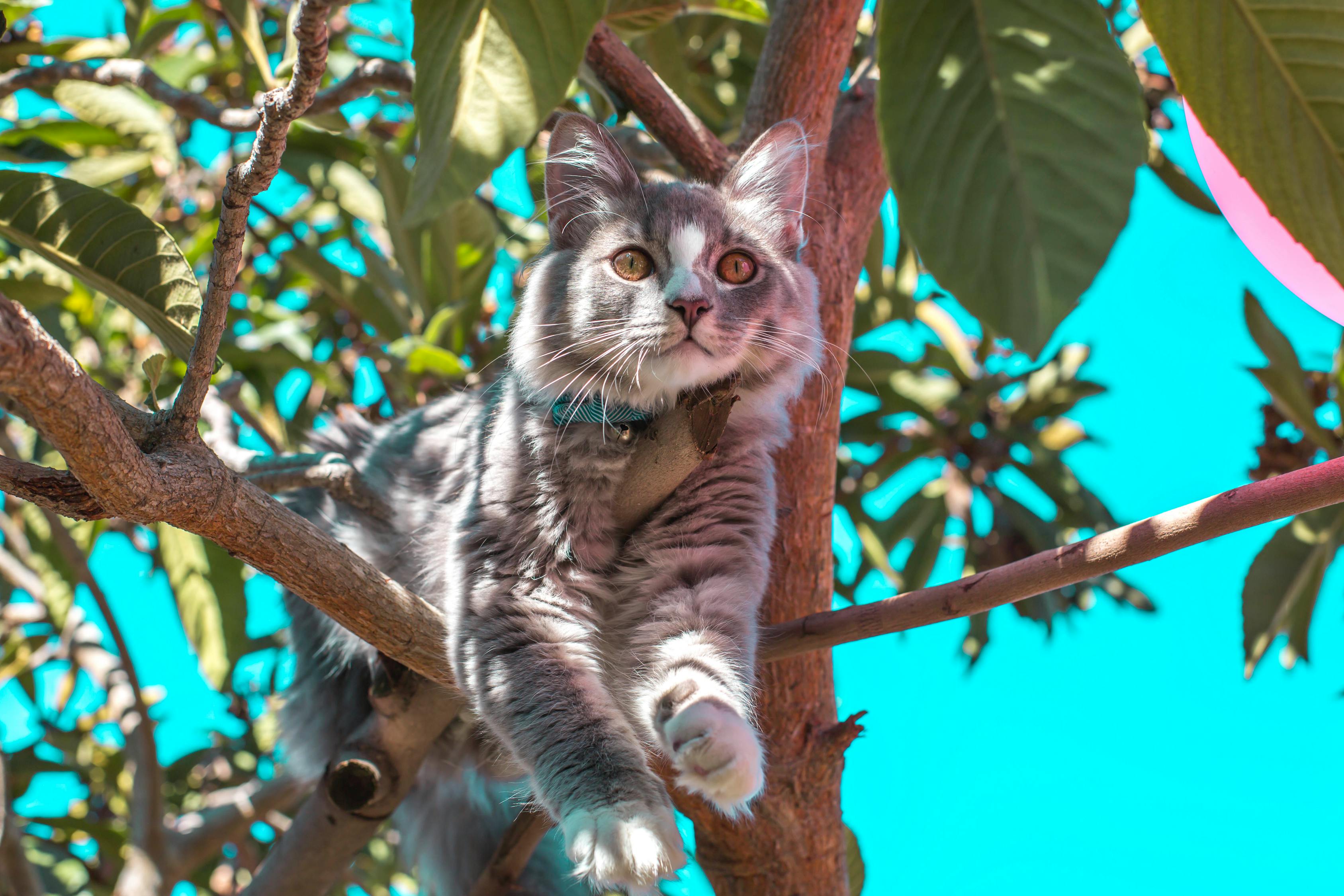 探索最新猫咪品种，揭开猫科世界的奇妙面纱