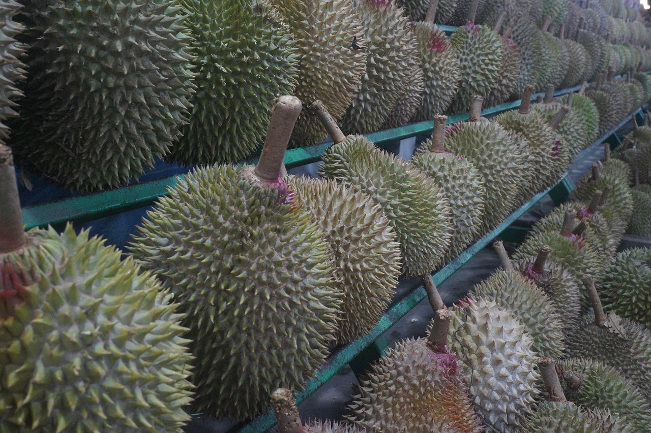 最新菠萝蜜，热带水果之王的美味与健康并存体验