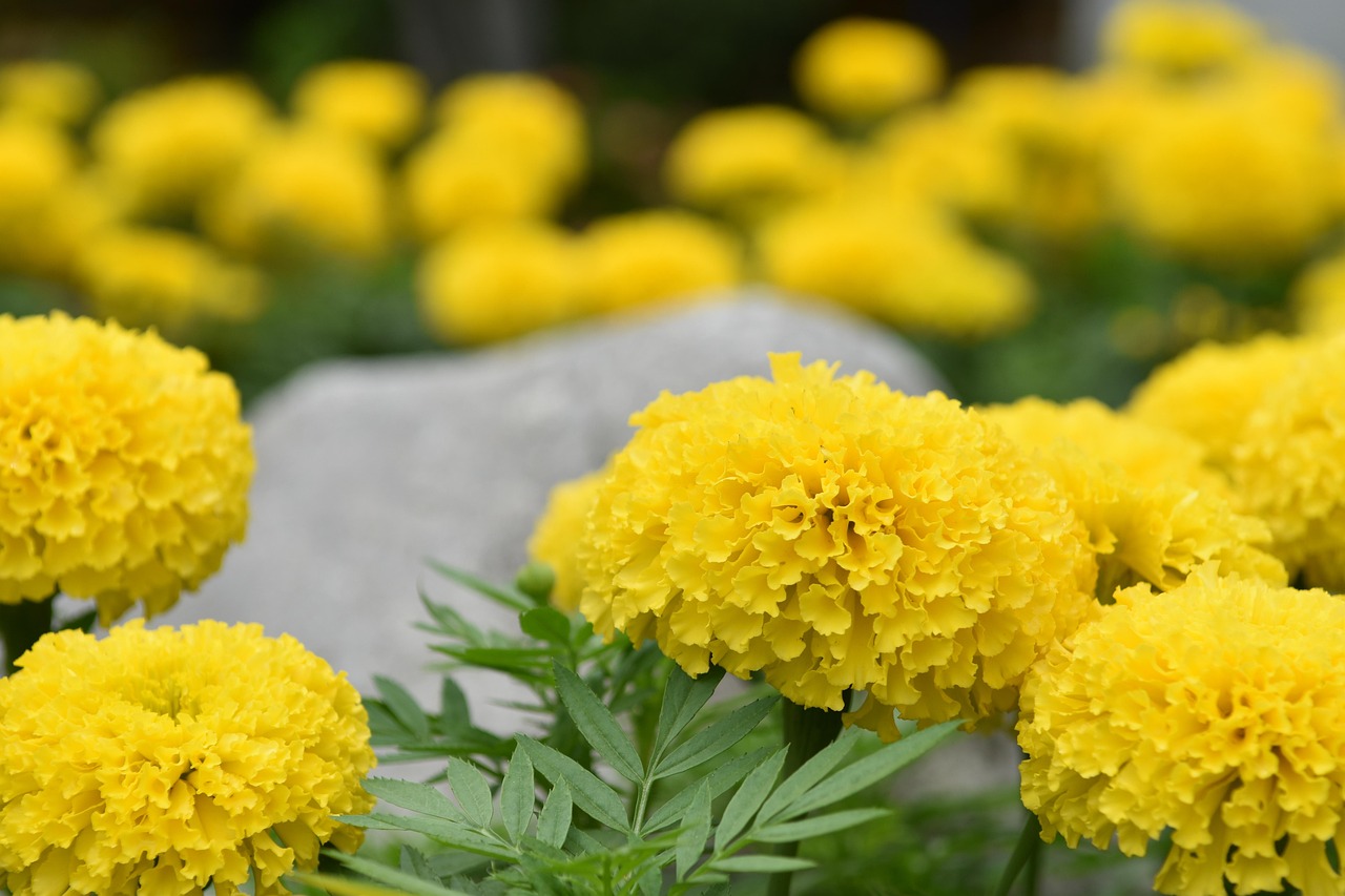 最新花椒树种植技术、经济效益及未来发展展望