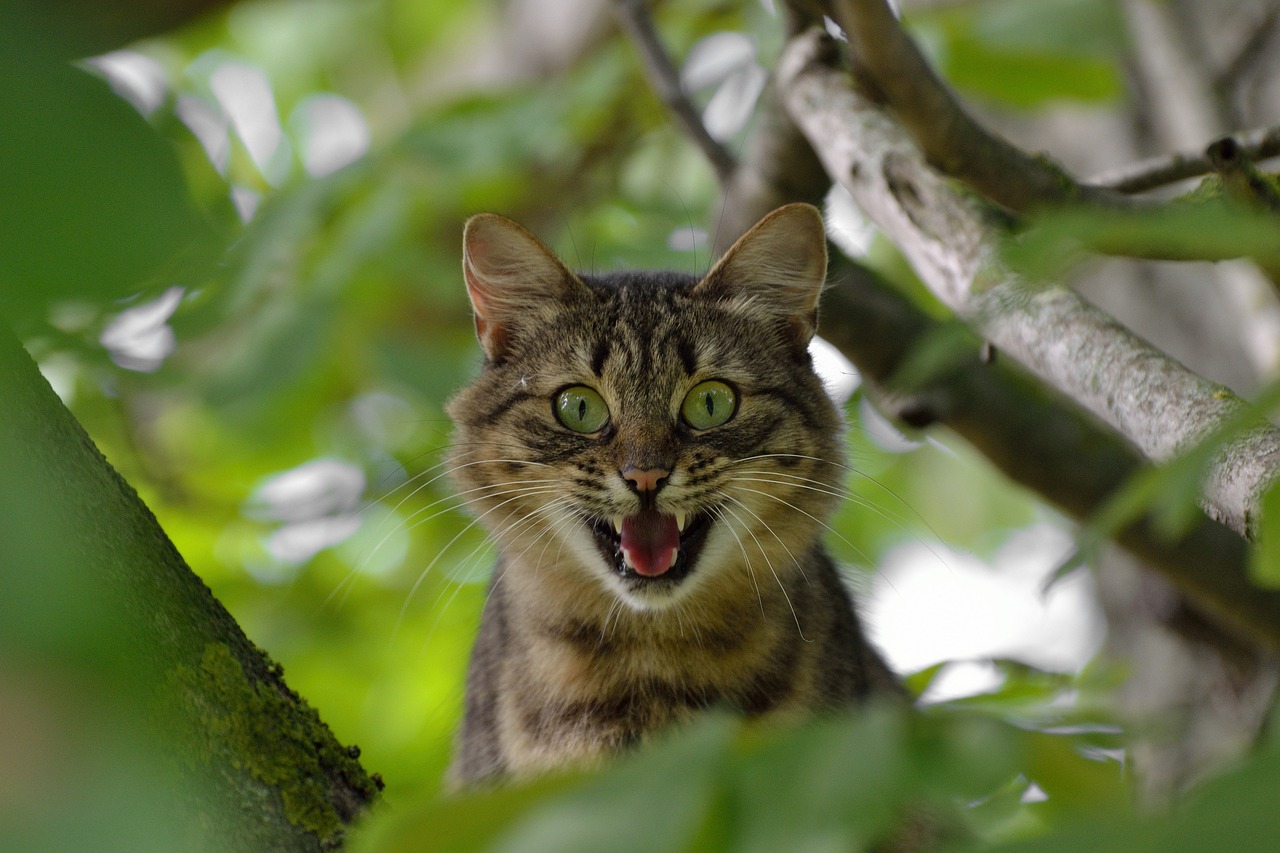 猫和老鼠最新活动，一场充满惊喜与乐趣的狂欢盛宴