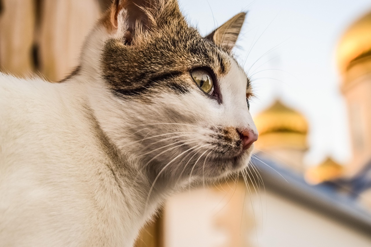 北京最新猫咪领养信息及领养的重要性