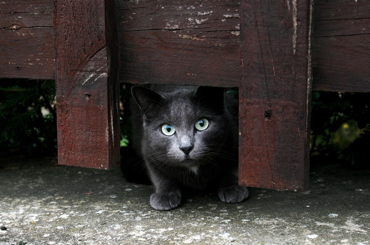 最新情侣头像抱着猫，爱的延伸与温馨陪伴